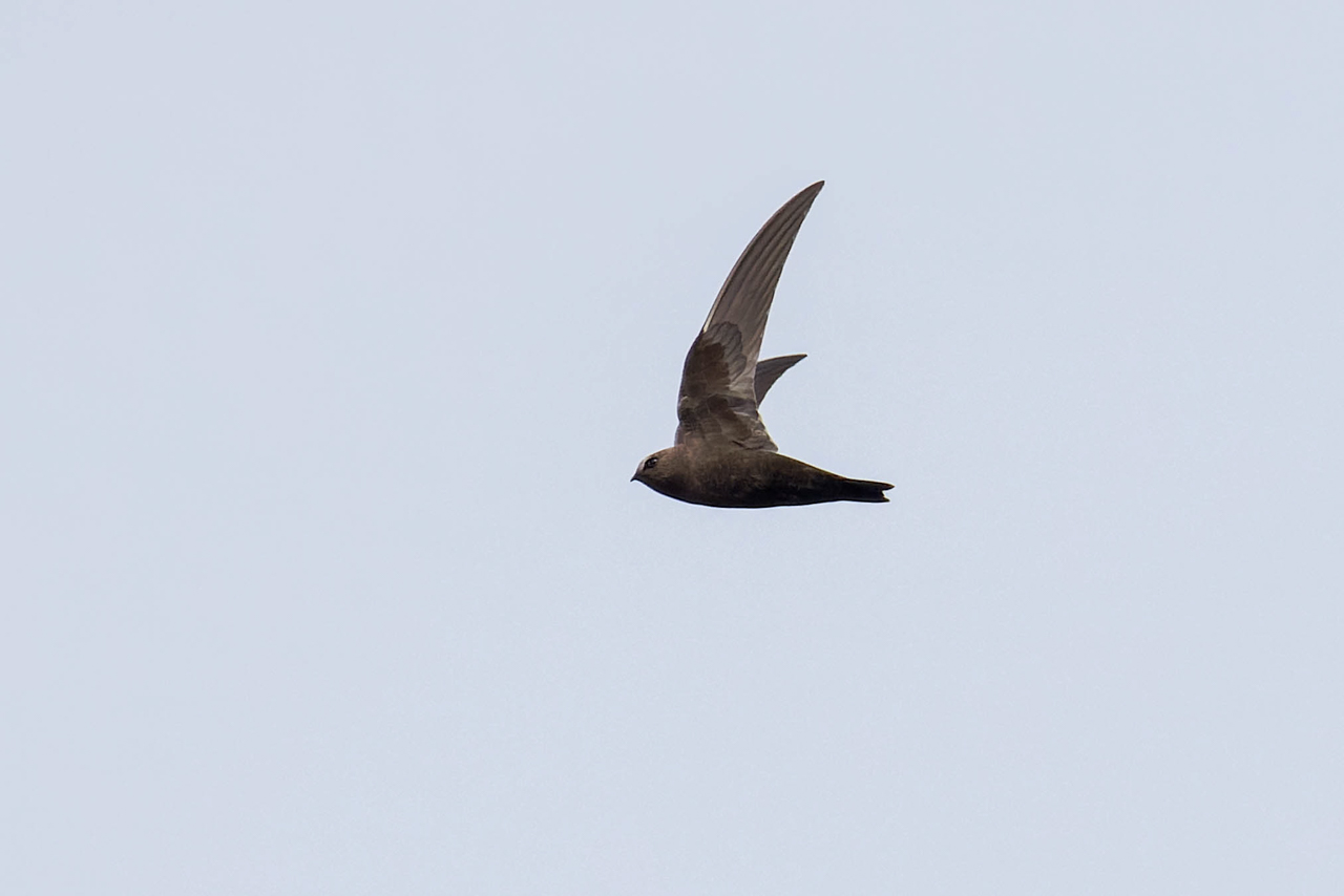 Black Swift