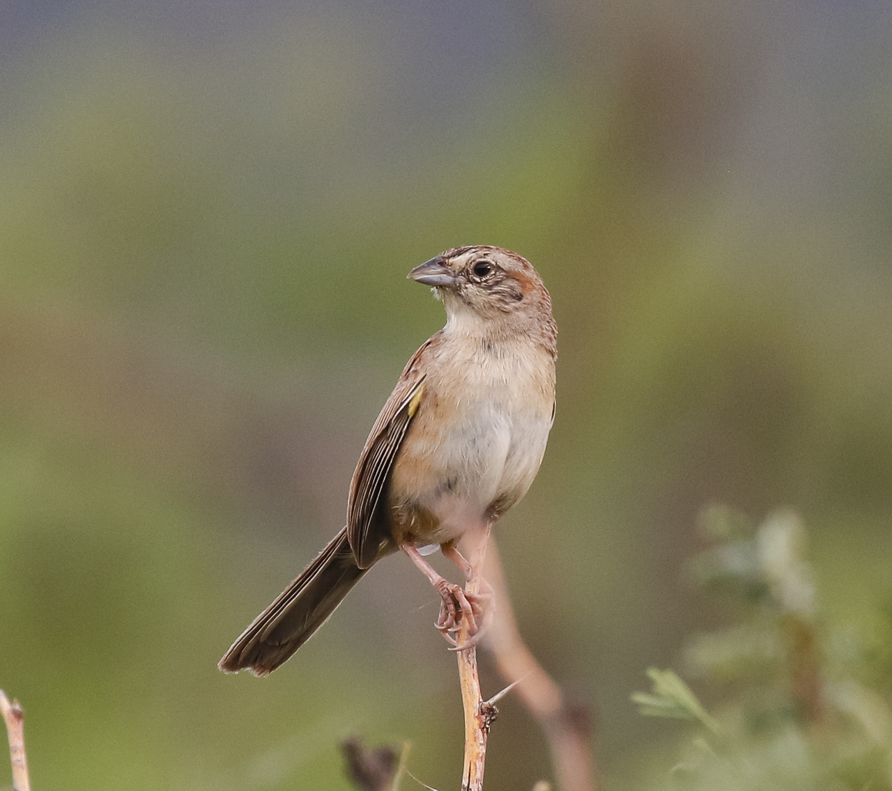 Botteri's Sparrow