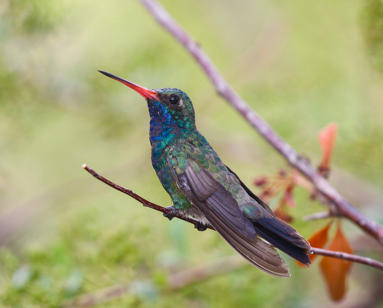 Broad-billed Hummingbird