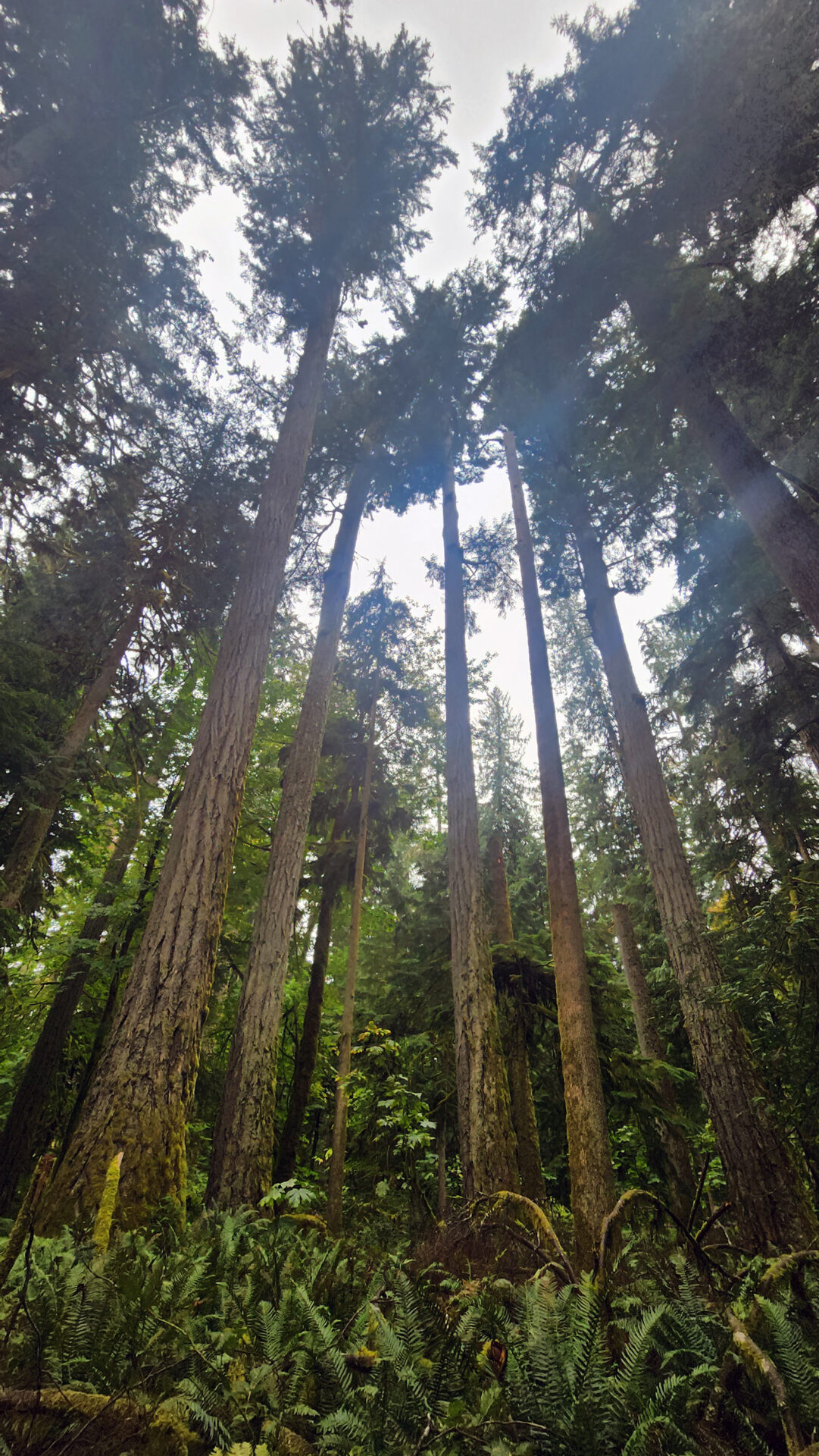 Cathedral Grove