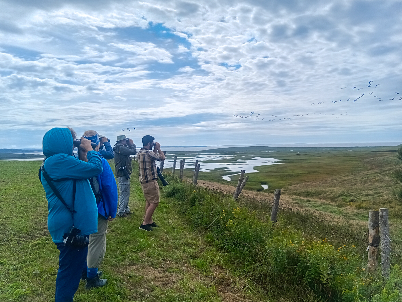 Birders at Chebogue