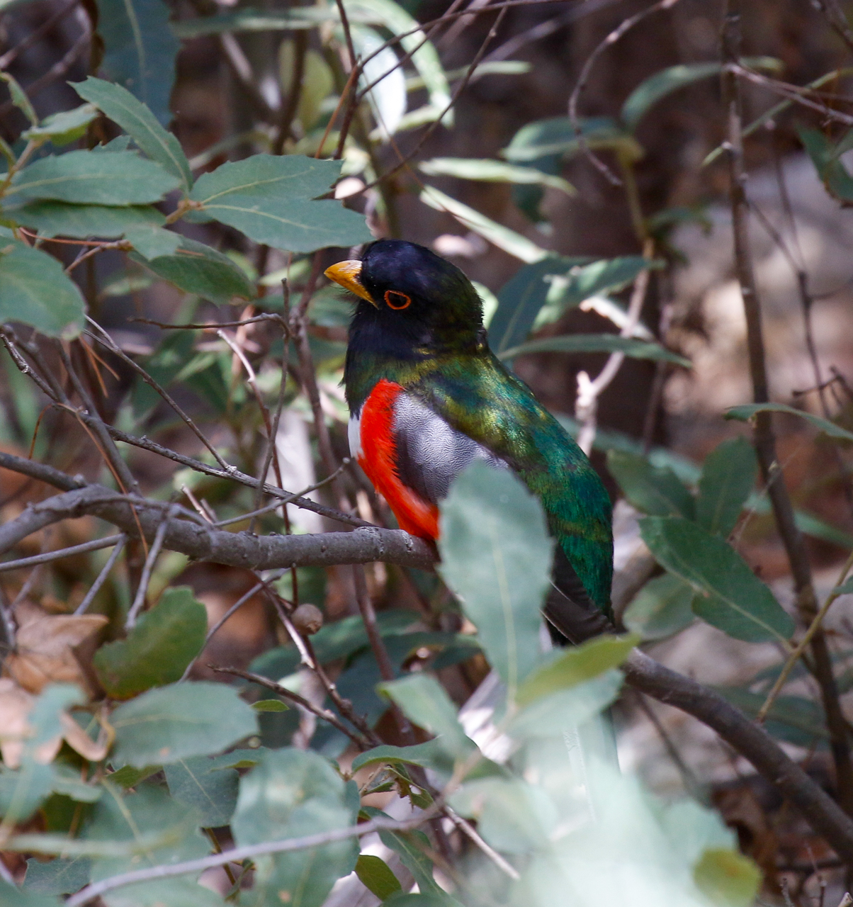 Coppery-tailed Trogon