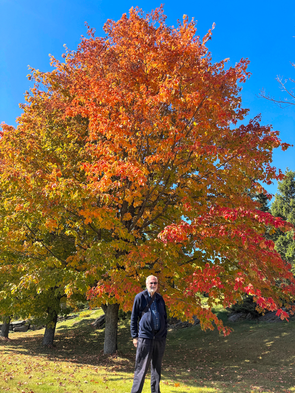 Fall colours