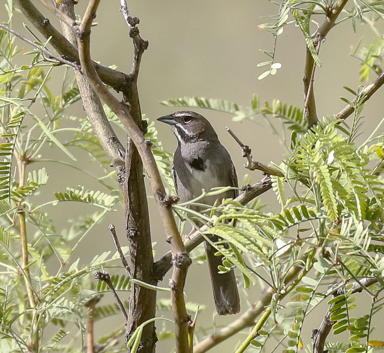 Five-striped Sparrow