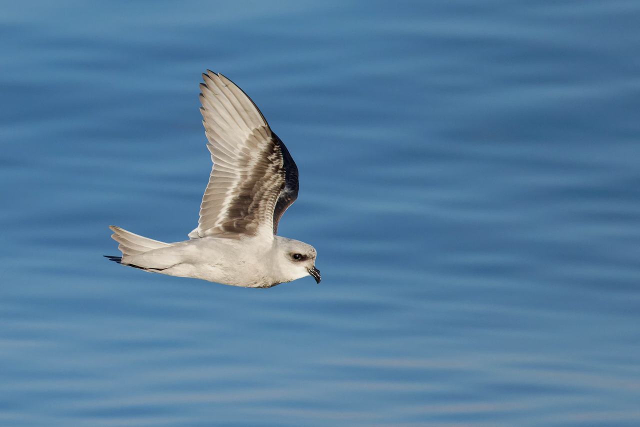 Fork-tailed Storm-Petrel