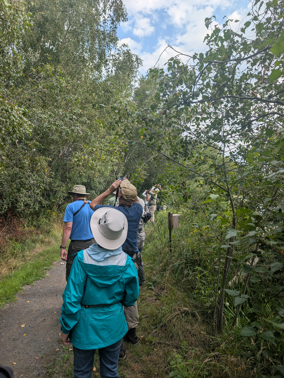 French Basin Birding