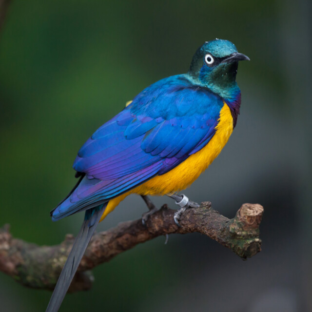 Golden-breasted starling (Lamprotornis regius), also known as the royal starling.