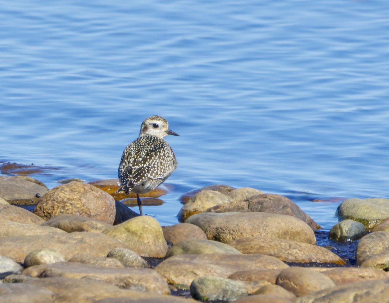 Golden Plover