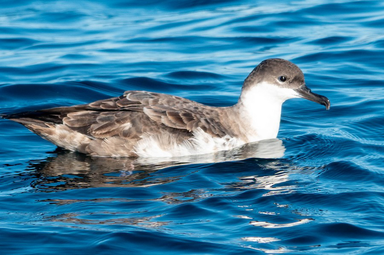 Great Shearwater