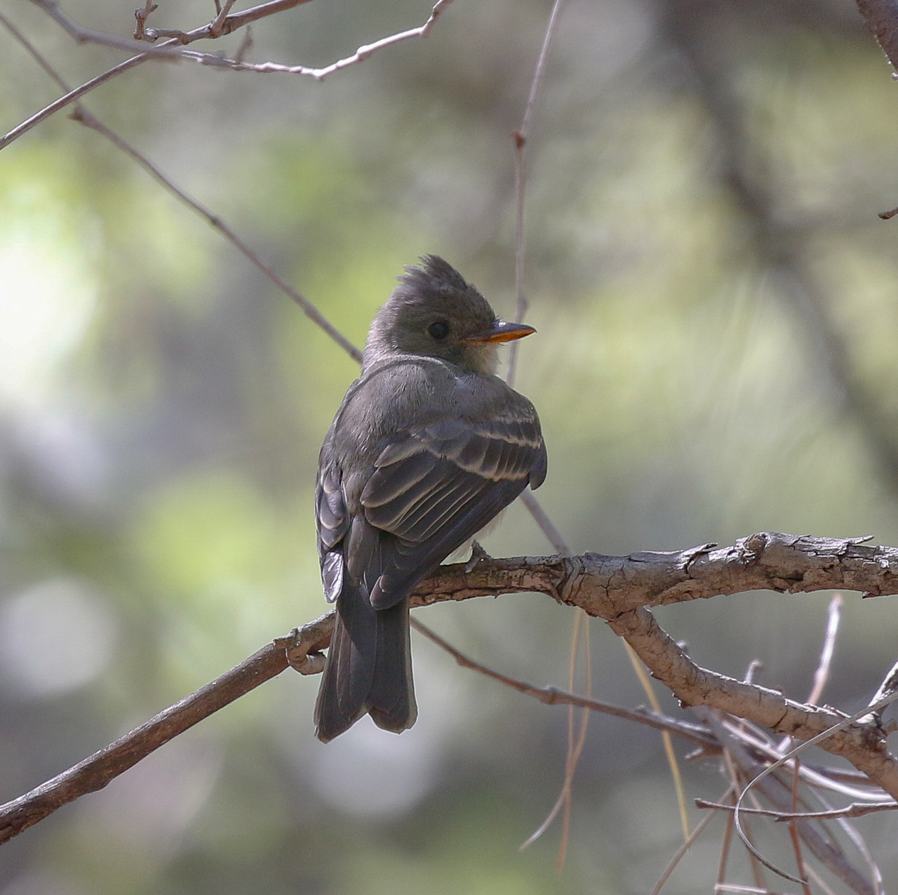 Greater Pewee