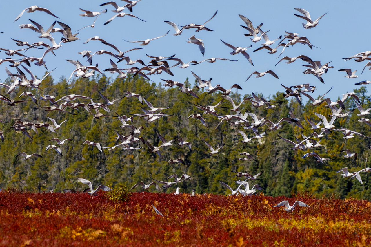 Gulls in blueberry field