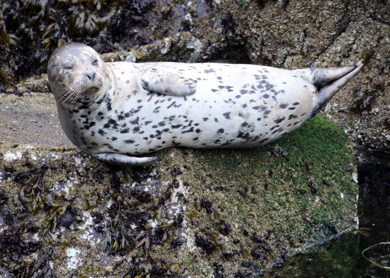 Harbour Seal