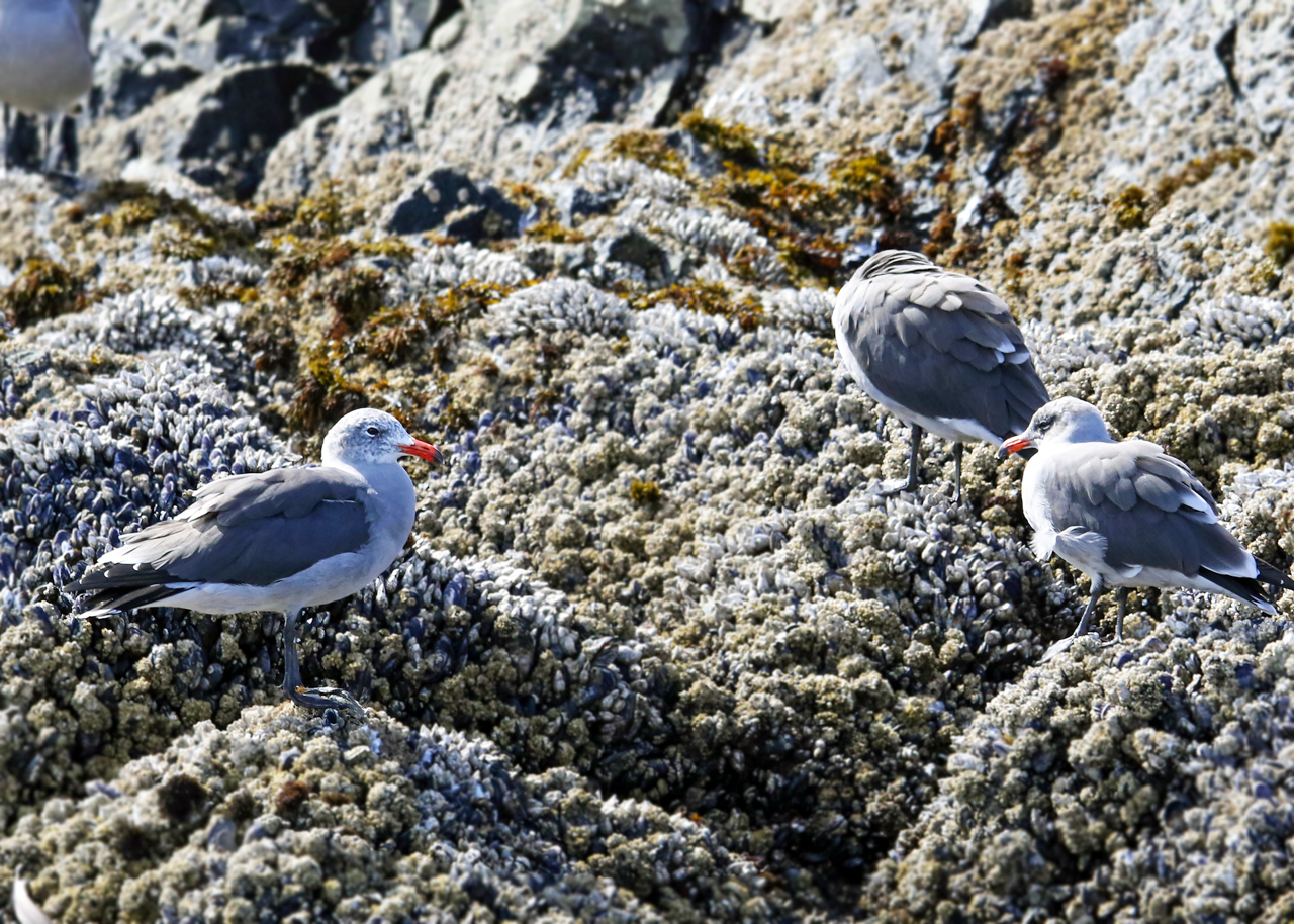 Heerman's Gull