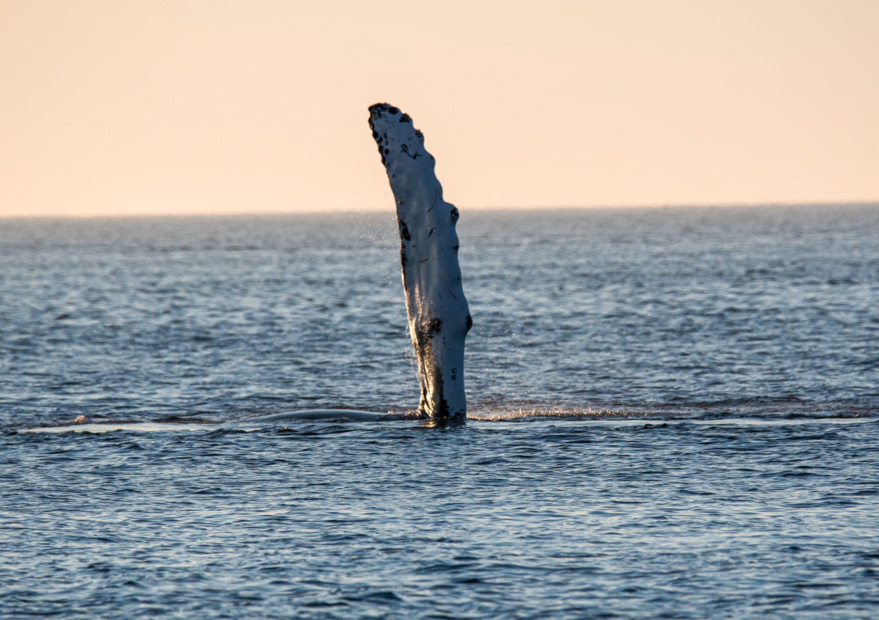 Humpback Whale
