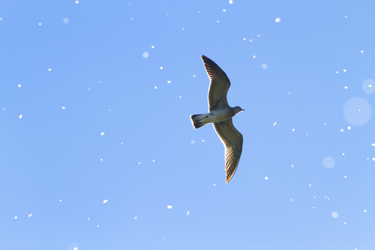 Immature Laughing Gull Hawking Flies