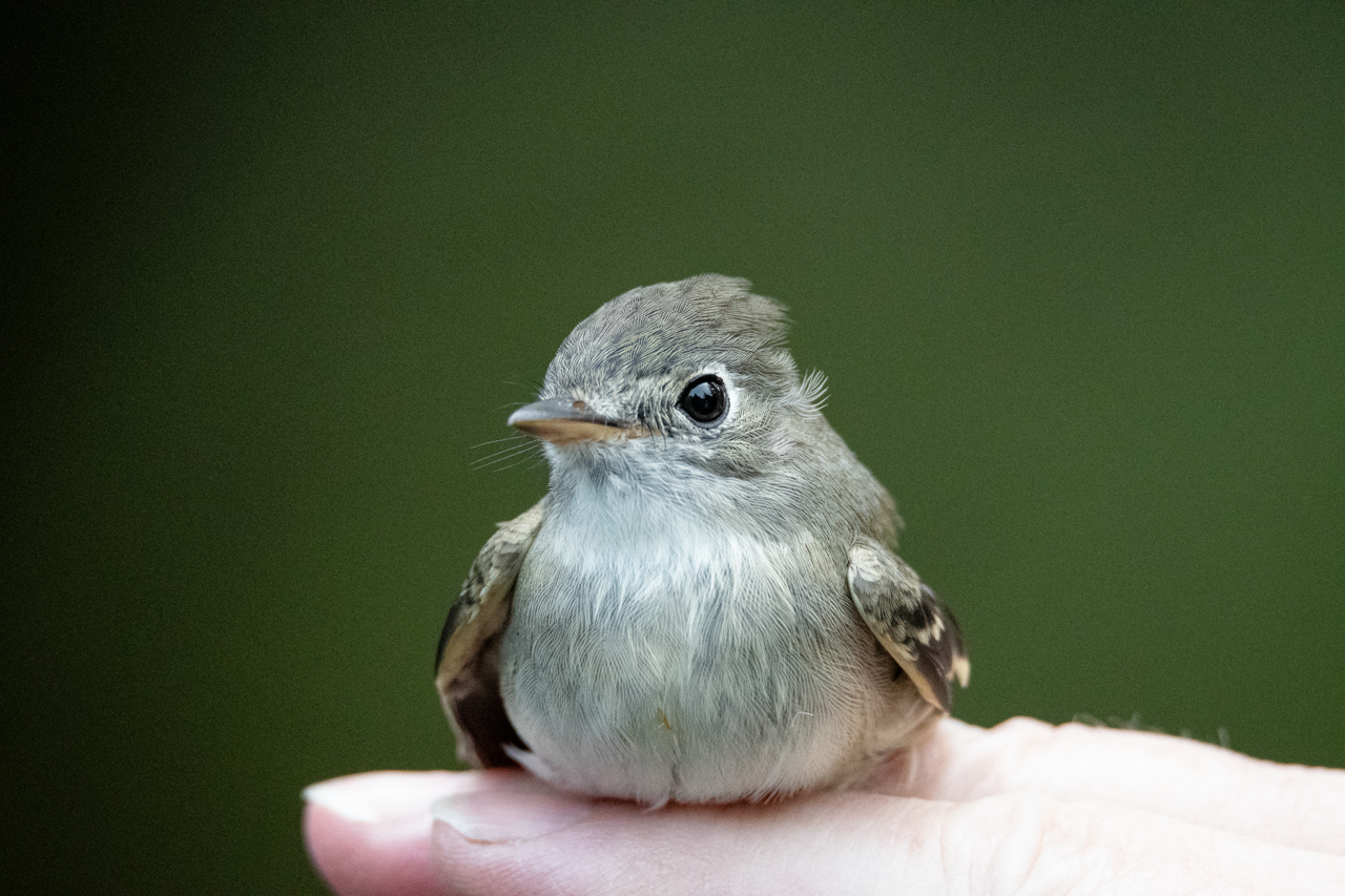 Least Flycatcher in Hand