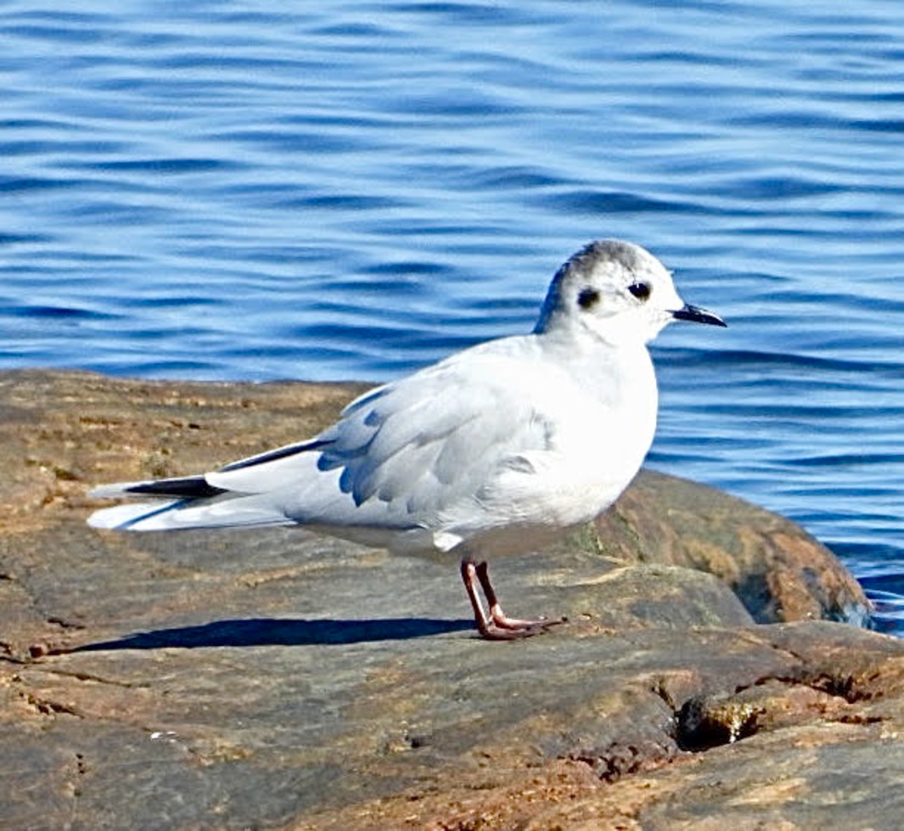 Little Gull