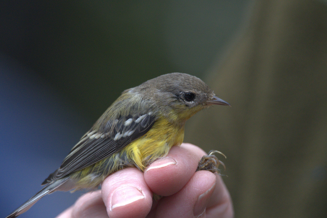 Magnolia Warbler in Hand