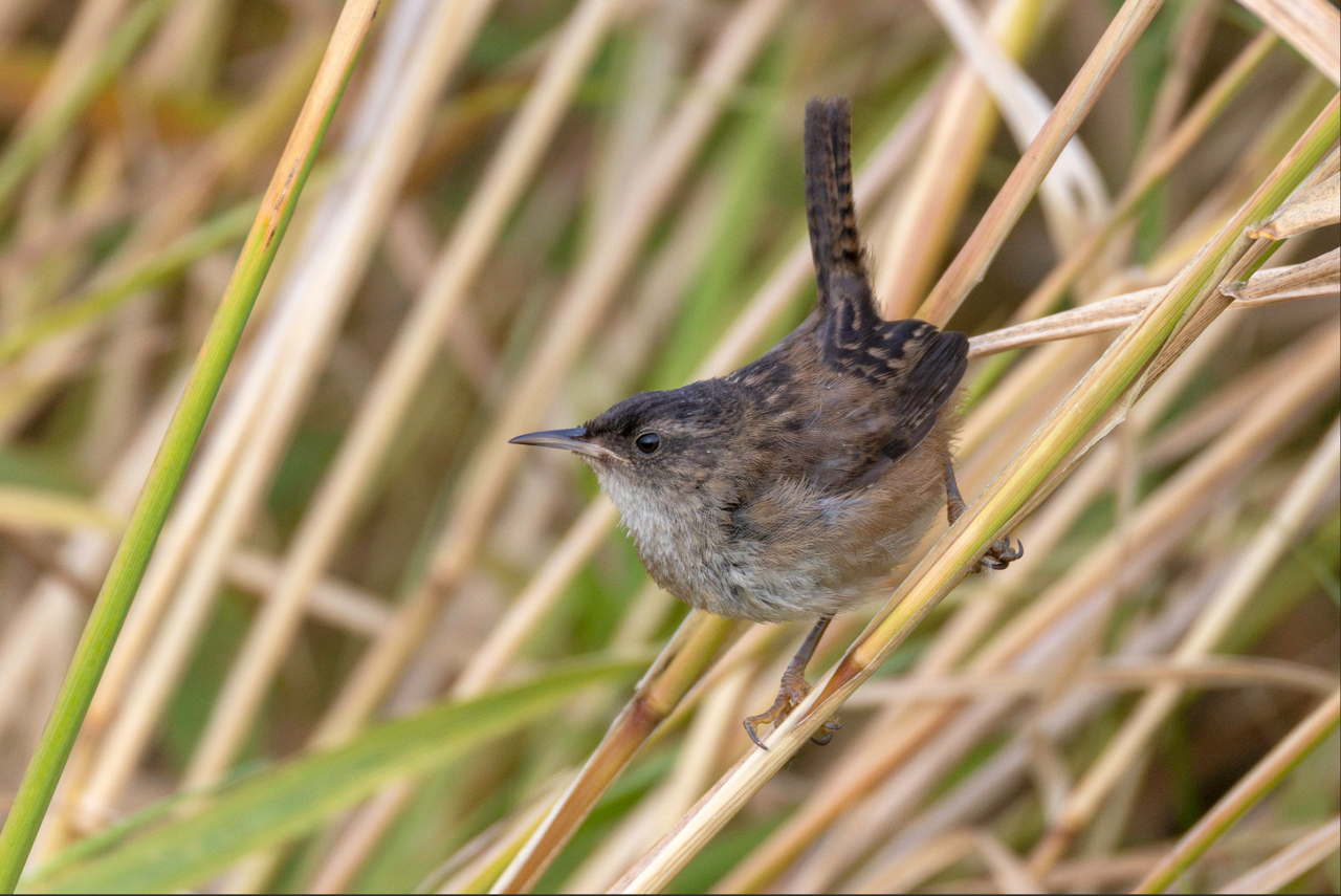 Marsh Wren