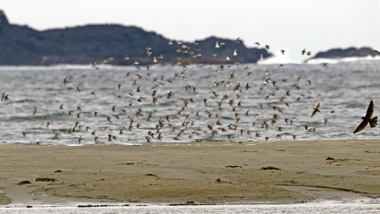 Merlin chasing flock