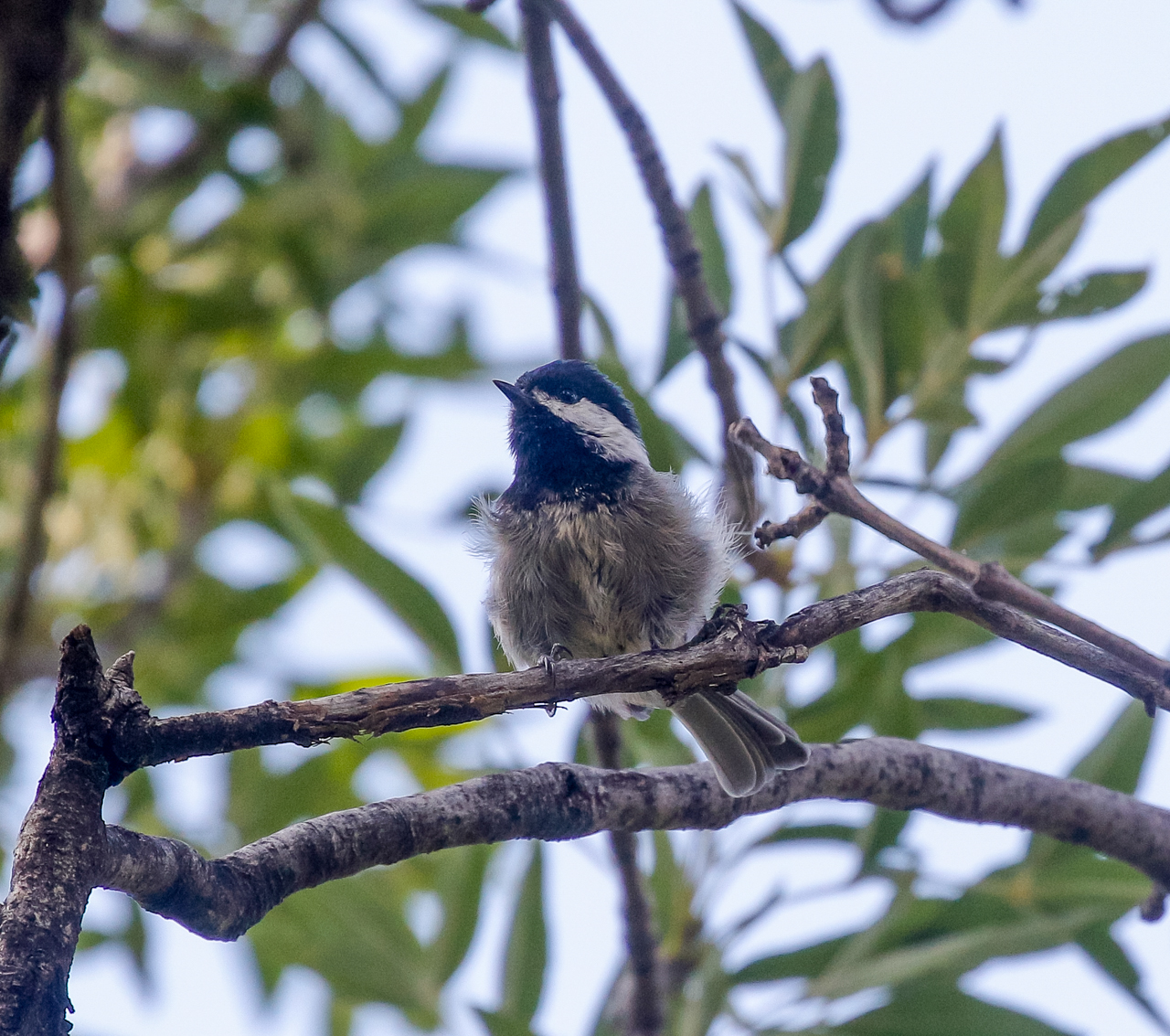 Mexican Chickadee