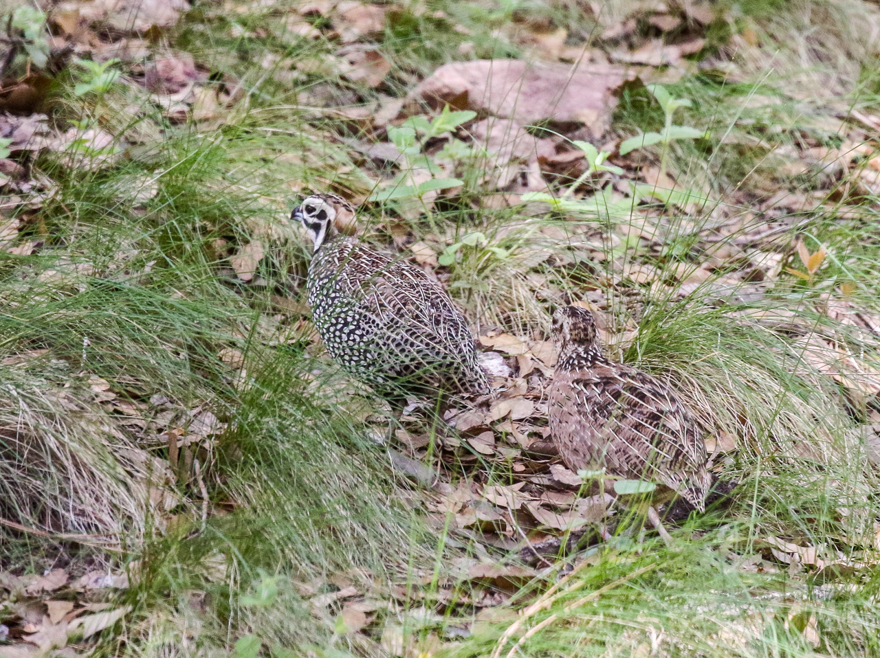 Montezuma Quail