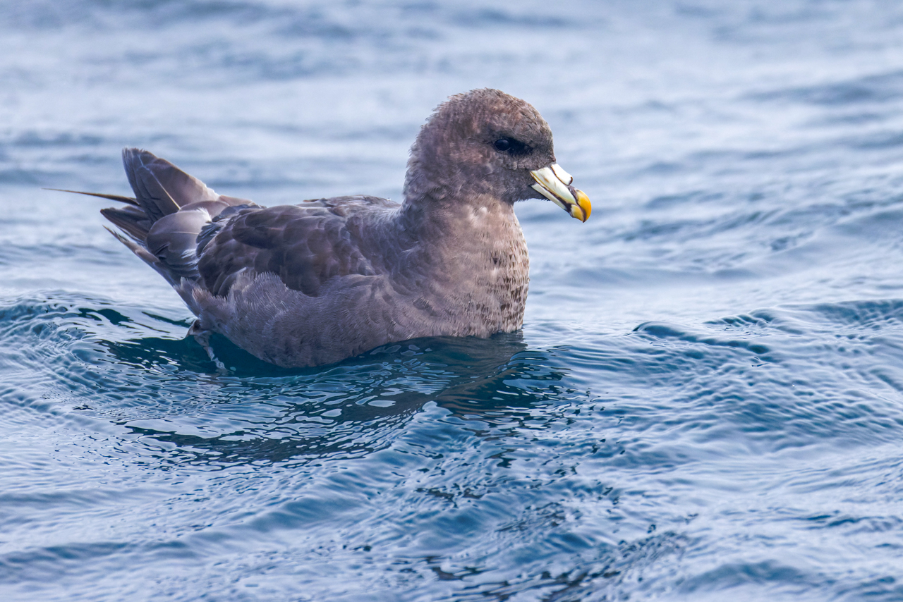 Northern Fulmar