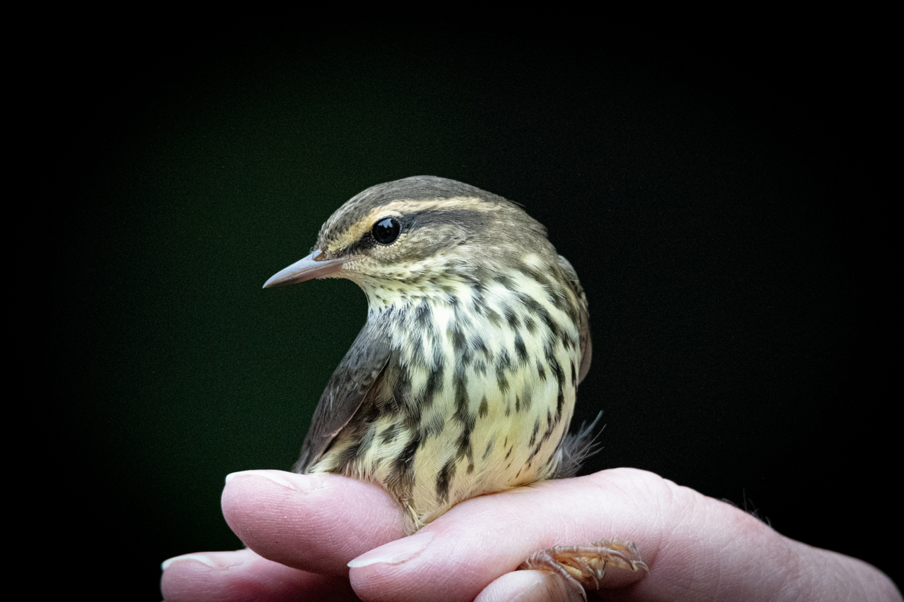 Northern Waterthrush