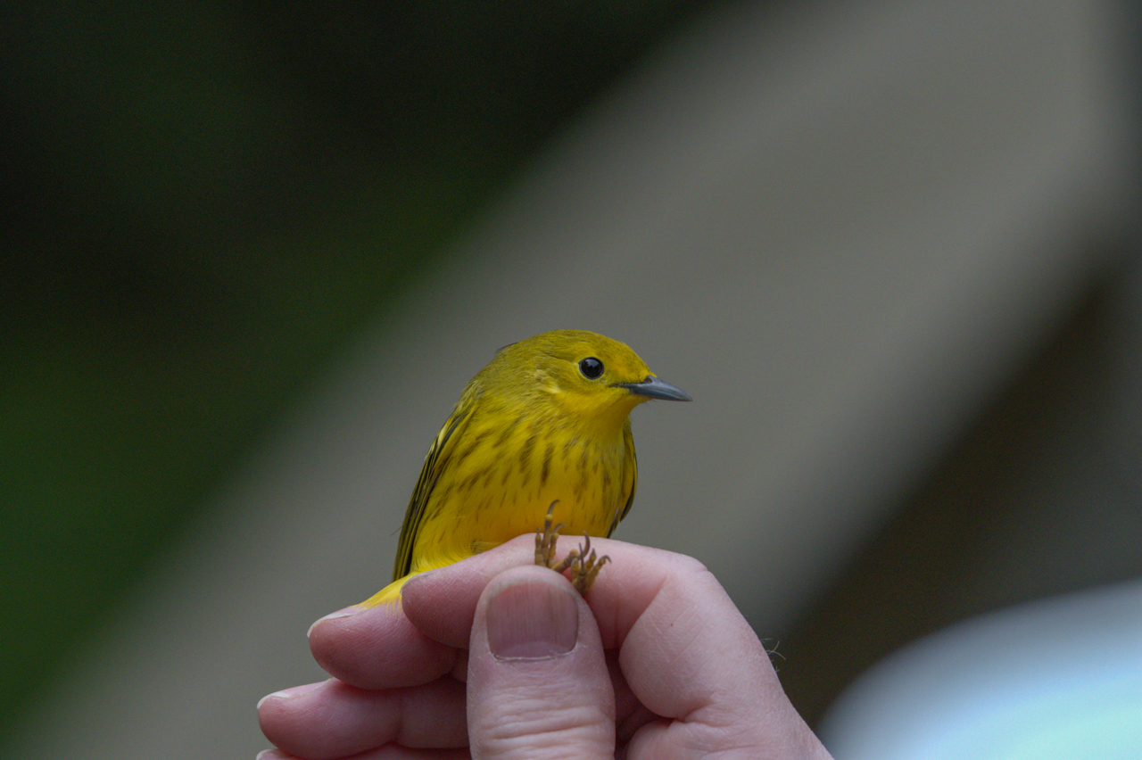Northern Yellow Warbler in Hand