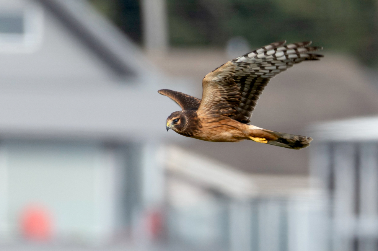 Northern Harrier