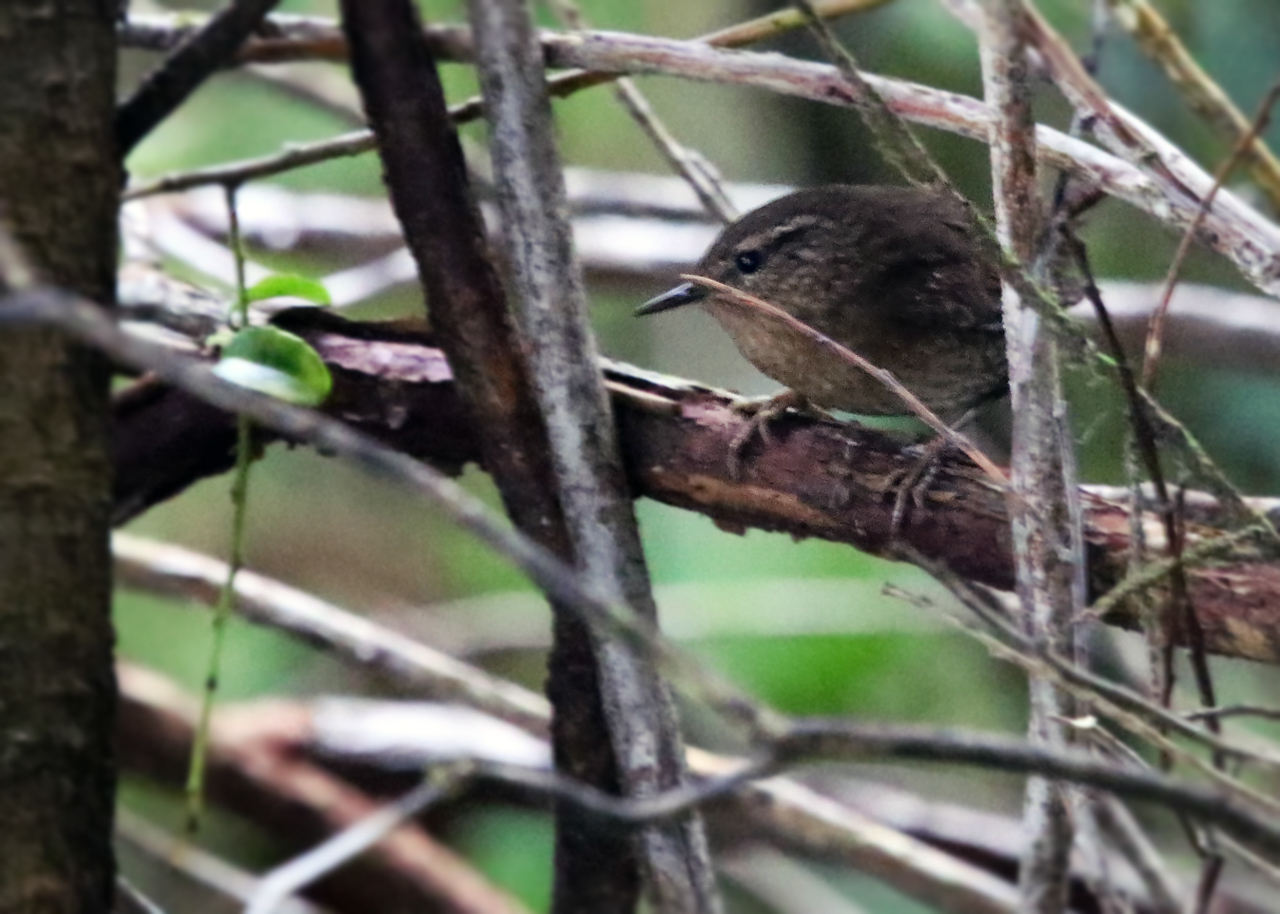 Pacific Wren