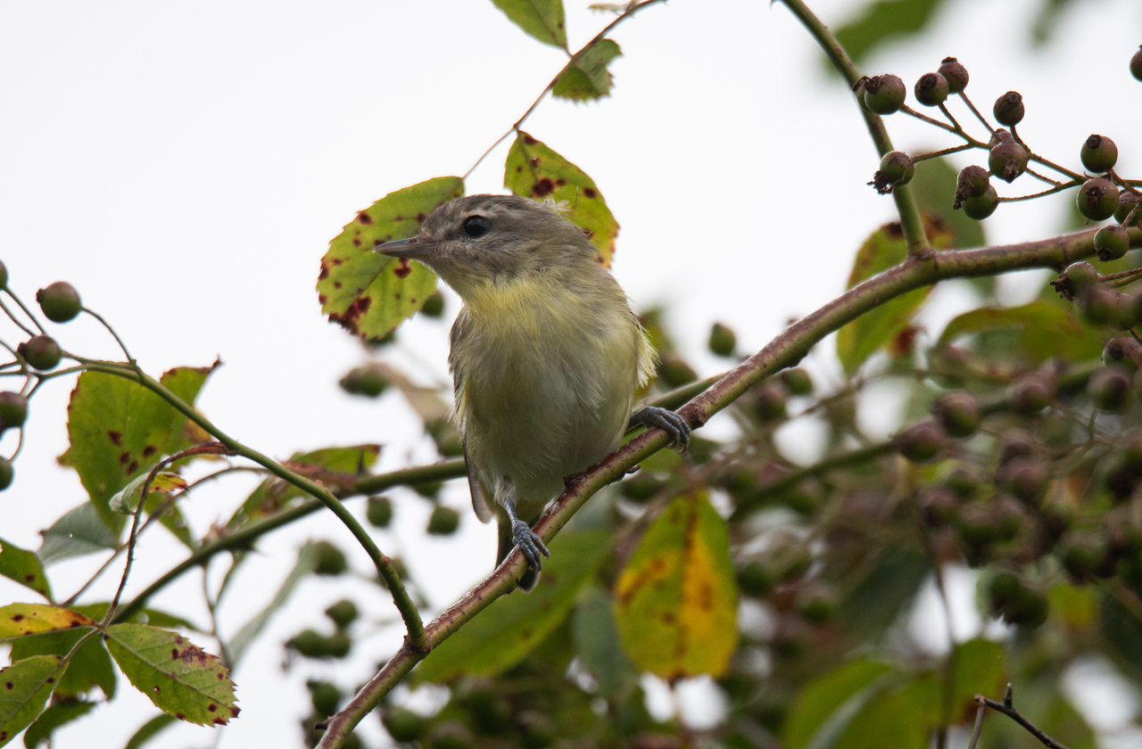 Philadelphia Vireo