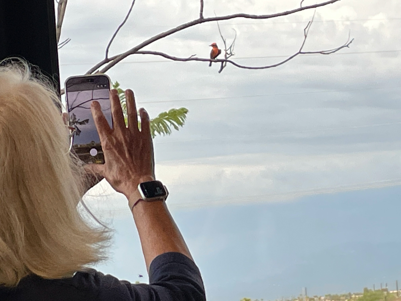 Photographing a Vermillon FLycatcher