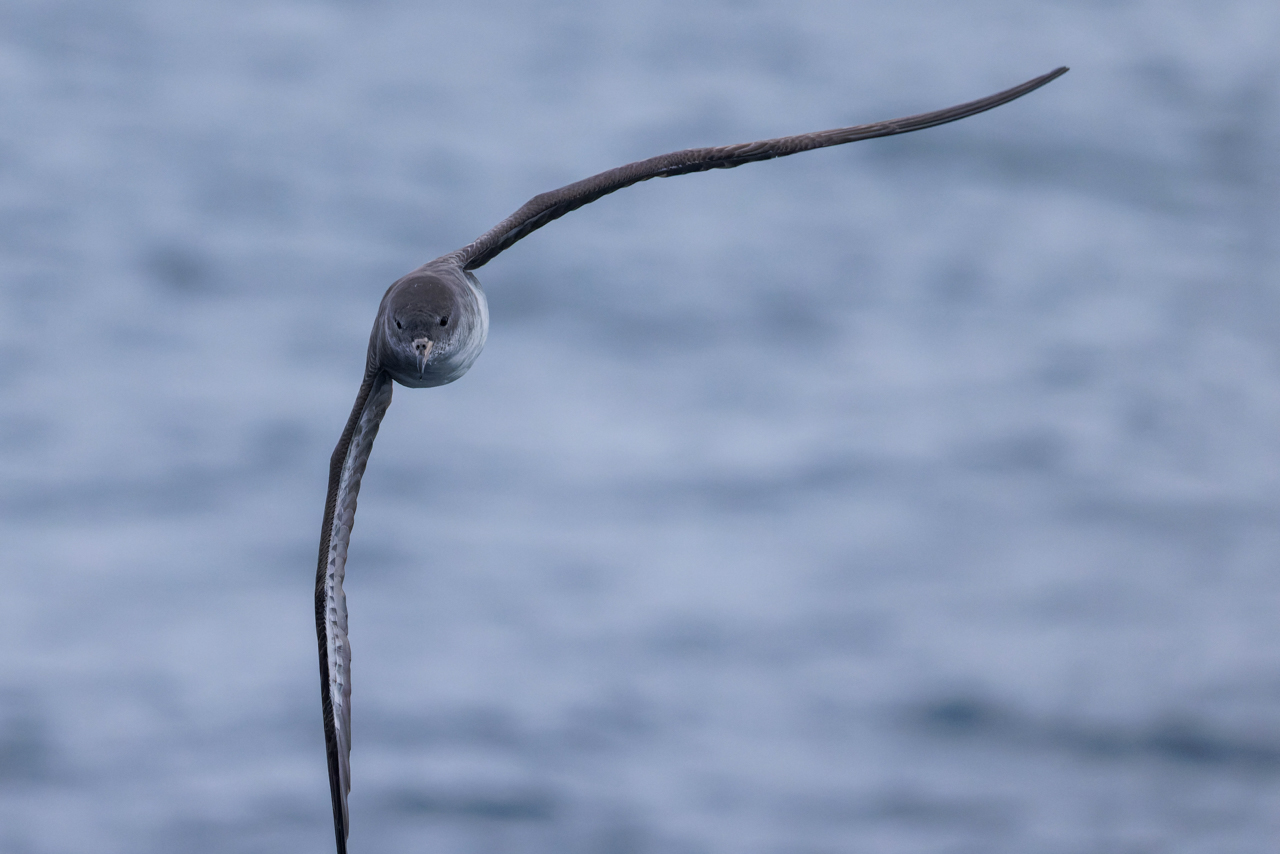 Pink-footed Shearwater