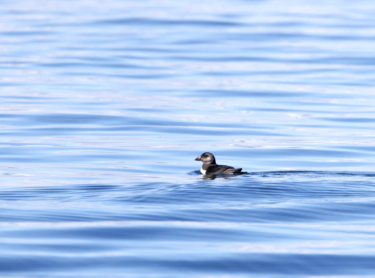 Atlantic Puffin