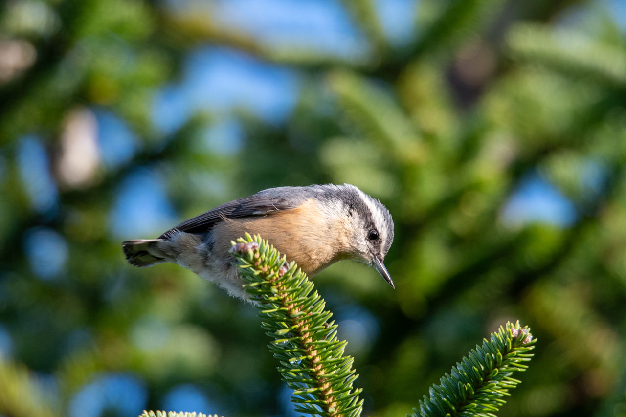 Red-breasted Nuthatch
