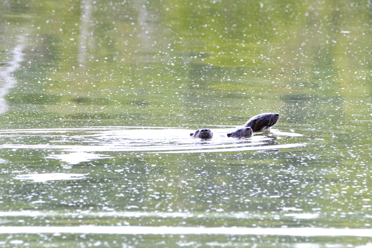 River Otters
