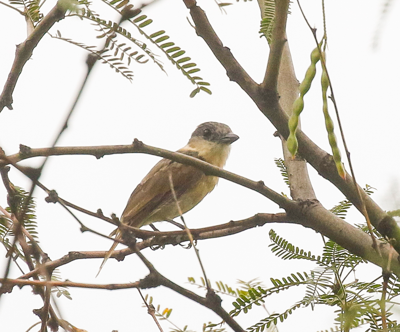 Rose-throated Becard