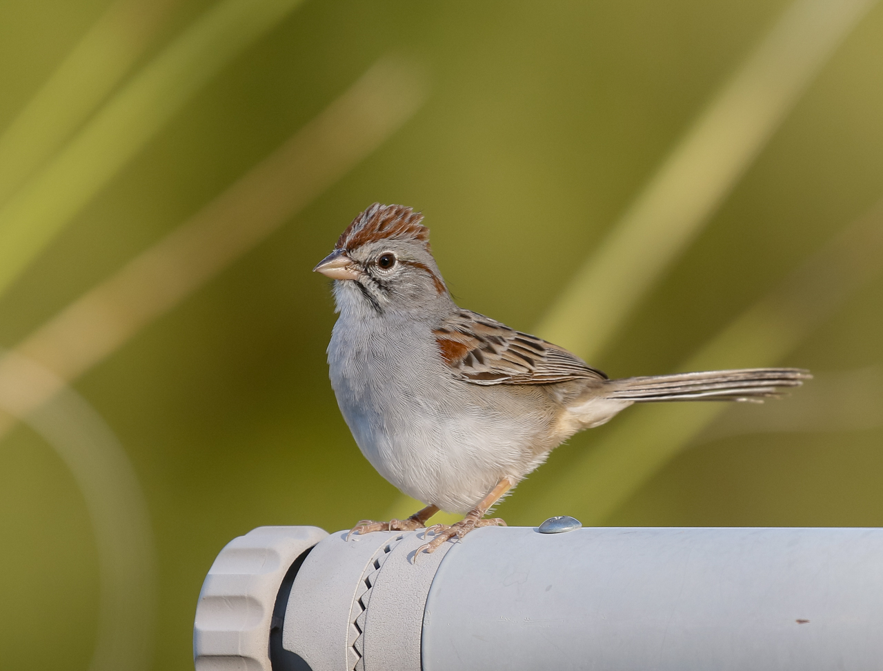 Rufous-winged Sparrow