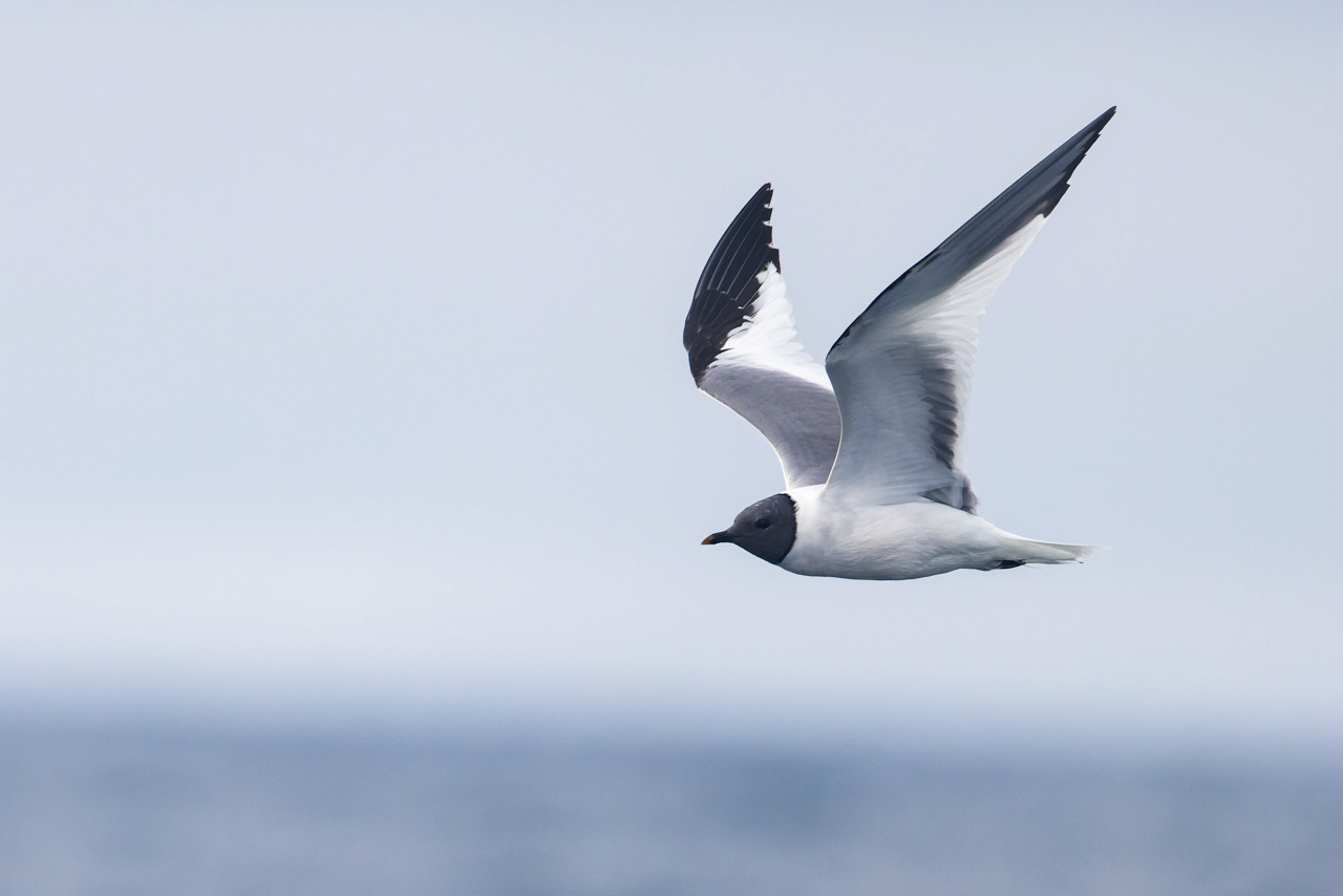 Sabine's Gull