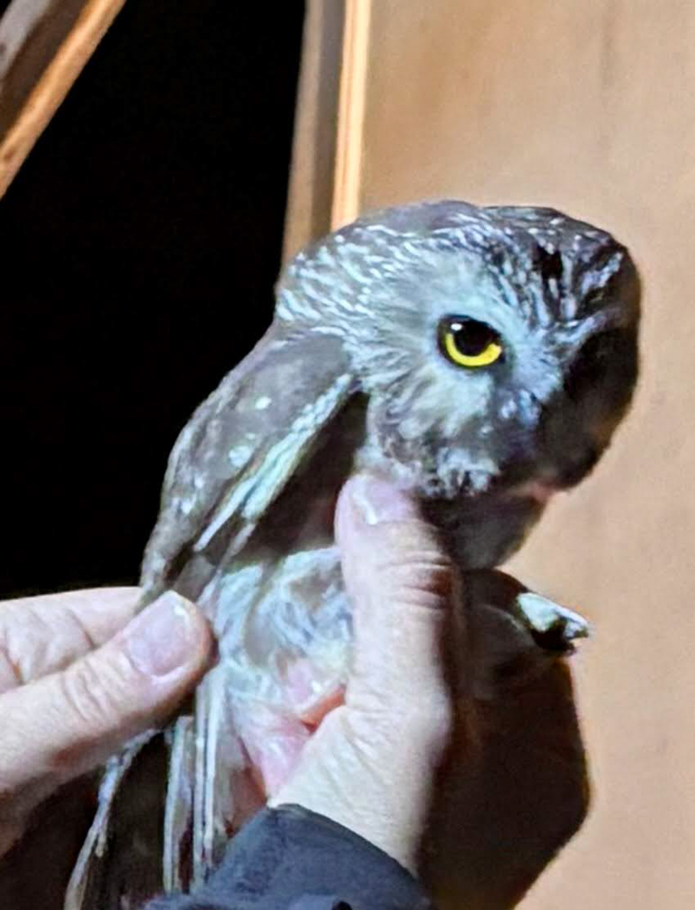 Northern Saw-whet Owl