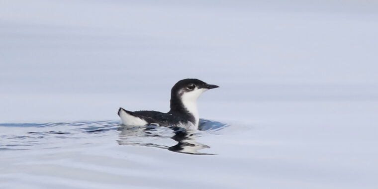 BC Coast & Pelagic Trip Report  (Aug 29 – Sep 3, 2026)