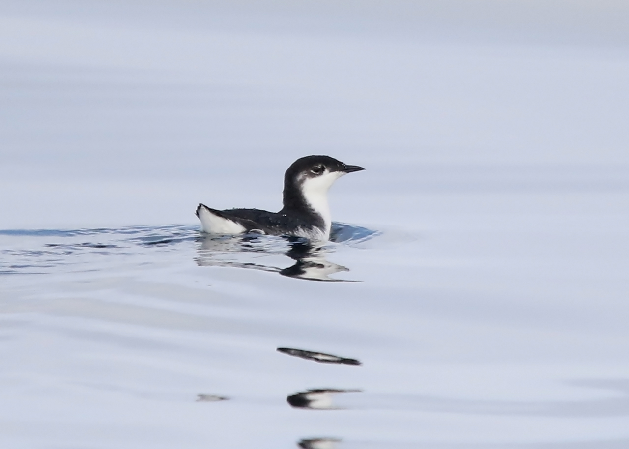 Scripp's Murrelet