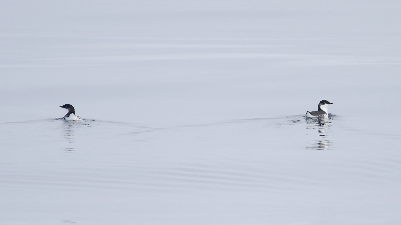Scripp's Murrelet