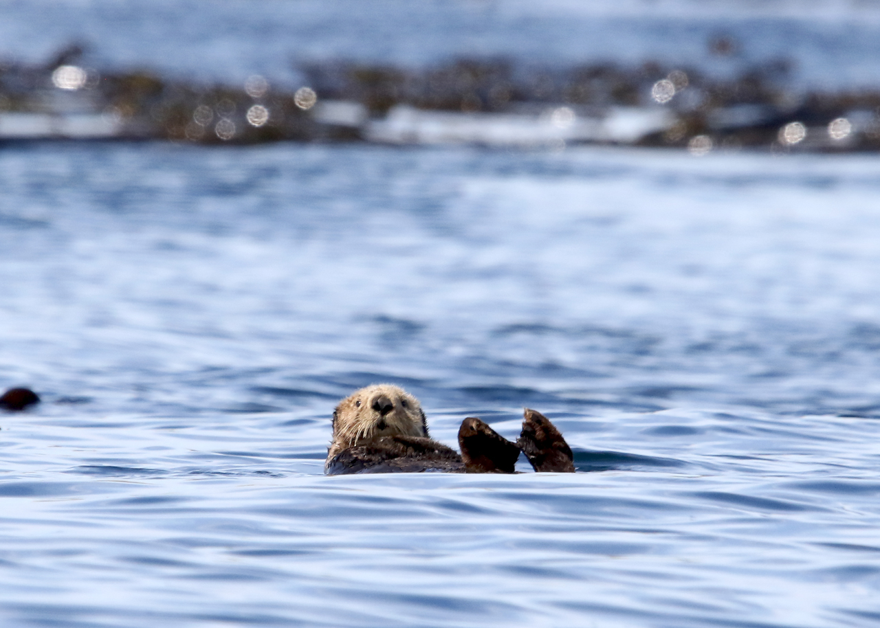 Sea Otter