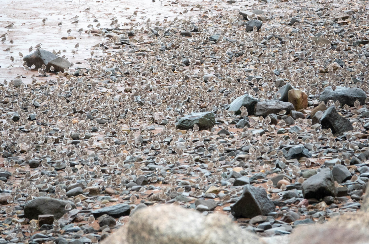 Semipalmated Sandpipers