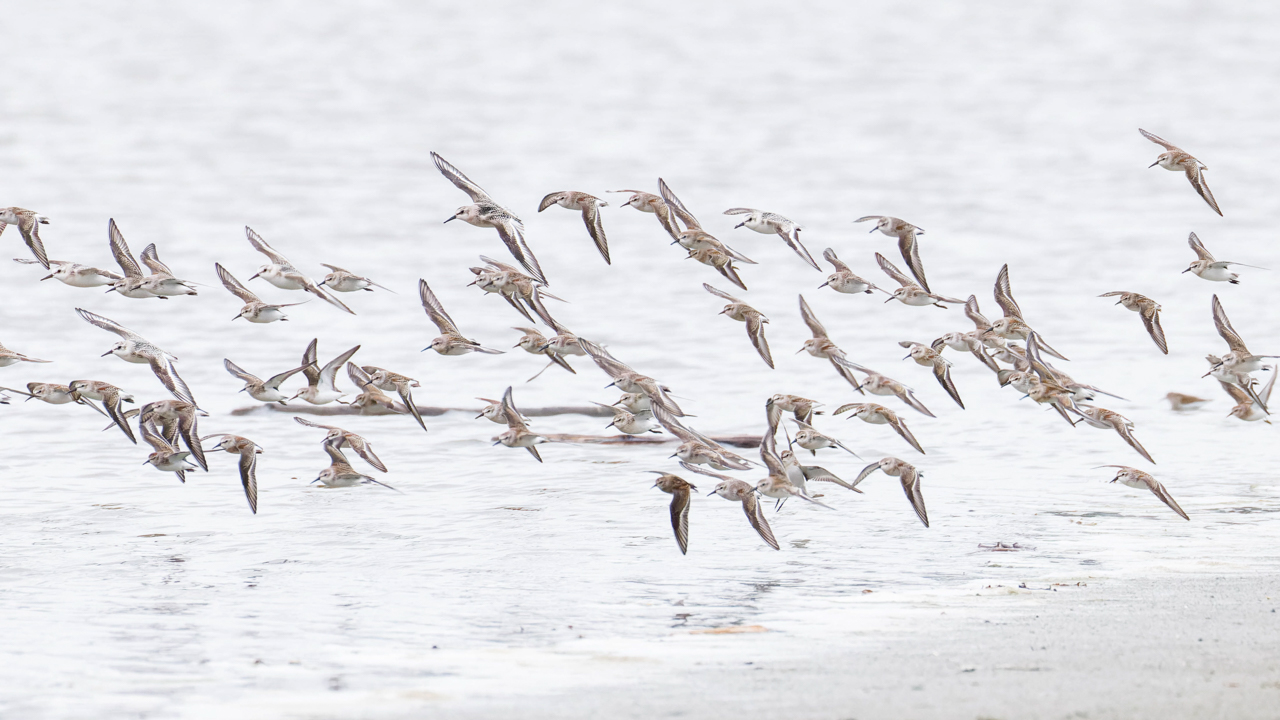 Shorebirds