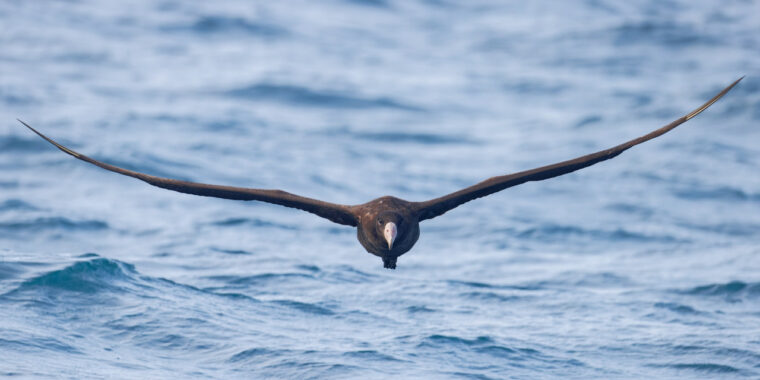 BC Coast & Pelagic (Aug 24-29 2026)