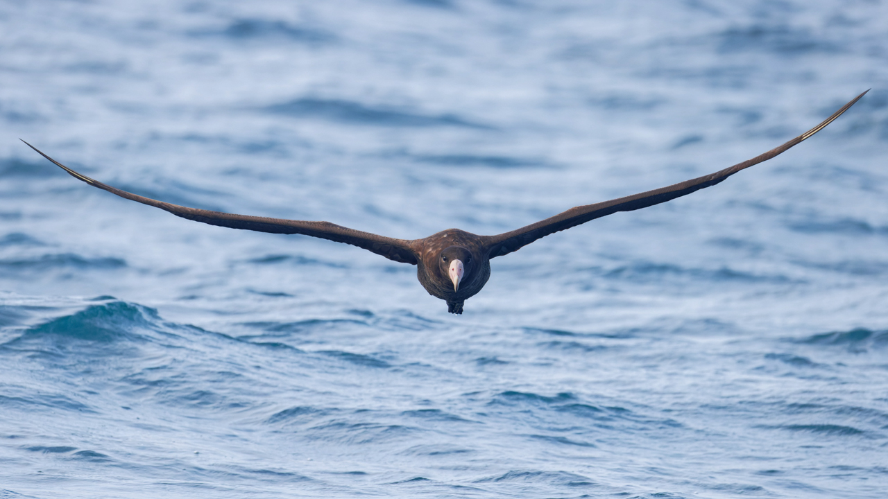 BC Coast & Pelagic (Aug 24-29 2026)