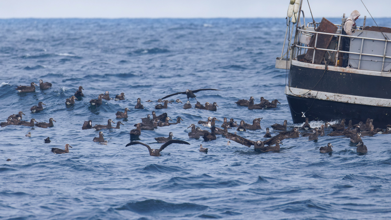 Short-tailed Albatross
